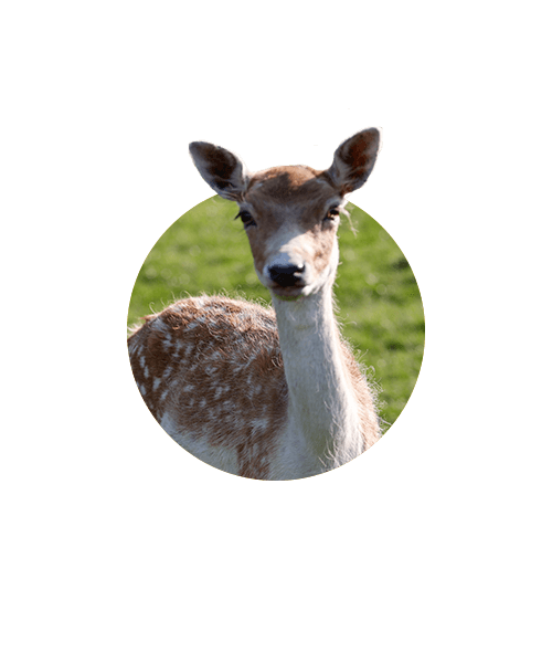 Le Domaine des Daims